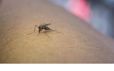 Balearic Islands reinforce surveillance against West Nile Virus after first confirmed case in a horse in Menorca