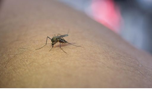 Baleares activa un plan de vigilancia reforzada contra el virus del Nilo Occidental tras confirmarse un caso en un caballo de Menorca
