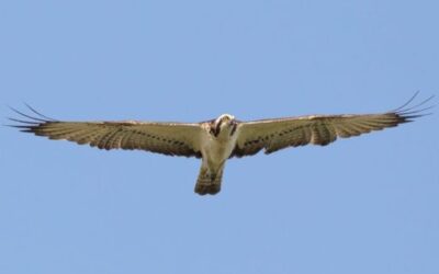 Dos pollos de águila pescadora nacen en Sa Dragonera tras 70 años