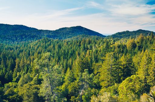 Balearic Government approves €4.61 million plan to strengthen forest health