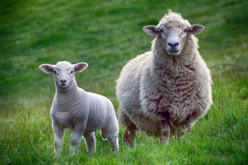 Mallorca launches urgent vaccination plan after detection of bluetongue serotype 3