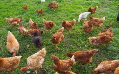 TDB 7 El Govern intensifica las medidas contra la gripe aviar ante el aumento de brotes en España