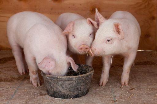 Regional authorities to strengthen biosecurity controls following the detection of African swine fever in Catalonia
