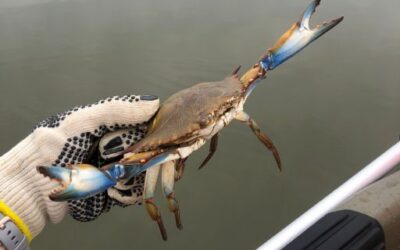 ACTUALIDAD 9 Mallorca refuerza las medidas de control del cangrejo azul para frenar la expansión de esta especie invasora