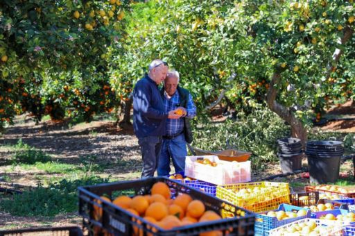 Más de veinticuatro toneladas de frutas y hortalizas de can marines se destinan a fines sociales y educativos en Ibiza