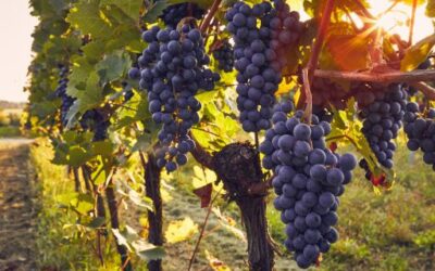 42 Weingüter der Balearischen Inseln stärken die internationale Präsenz des balearischen Weins auf der Barcelona Wine Week 2026