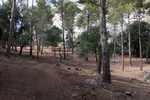 Three years after Storm Juliette, Mallorca strengthens its forests with more than 400 hectares restored