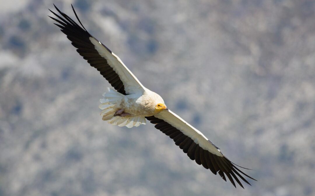 Promote a new edition of volunteer monitoring in sensitive areas for threatened birds in the Parc Natural de la Península de Llevant