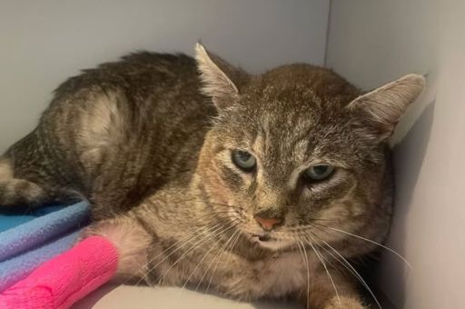 Don’t let his life fade away: a rescued cat in lloseta needs help to cover urgent veterinary care