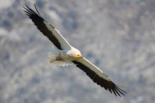 Impulsan una nueva edición del voluntariado de vigilancia para proteger aves amenazadas en el Parc Natural de la Península de Llevant