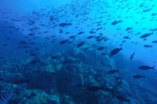 New fisheries management plan sets limits for professional fishing in Pollença and Alcúdia bays